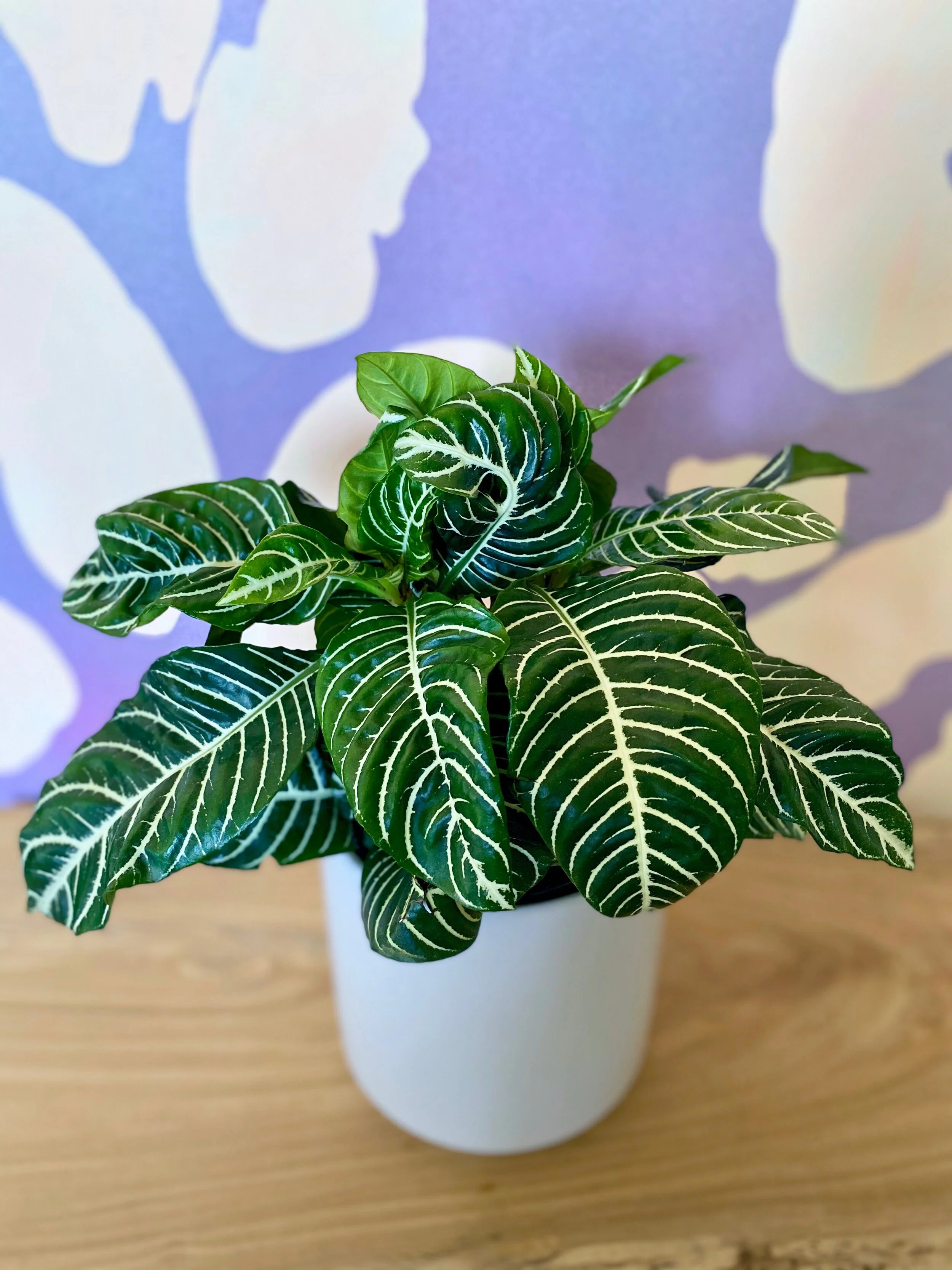 棚卸SALE！バブルボケ！TRIOPLAN 100mm ゼブラ 棚卸SALE！バブルボケ！TRIOPLAN 100mm ゼブラ 棚卸SALE！バブルボケ